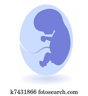 רנטגן, ו, עובר