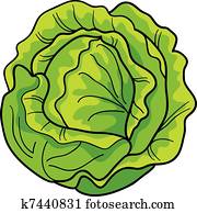 cabbage cabbage