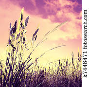 campo de trigo, en, el, ocaso