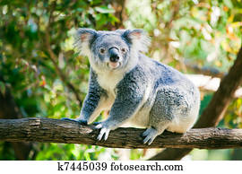 cute, koala, em, seu, natural, habitat, de, gumtrees