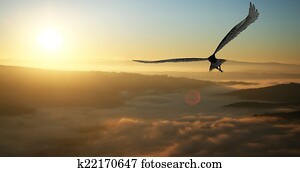 Eagle Eagle