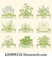 herbs herbs