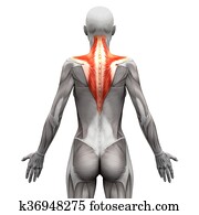 músculo trapezius, -, anatomia, músculos, isolado, branco, -, 3d, ilustração