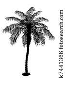 Palm tree Palm tree