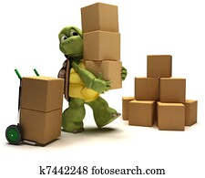 Tortoise with boxes for shipping Tortoise with boxes for shipping