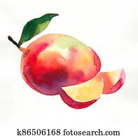 Mango fruit Mango fruit
