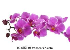 Orchid Flower Orchid Flower
