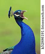 Peacock Peacock
