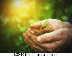 young sprout plants in old dirty hands, concept young sprout plants in old dirty hands, concept