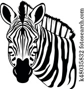zebra
