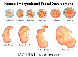 etapas, en, humano, desarrollo embrionario