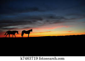 Horses walking in the sunset Horses walking in the sunset