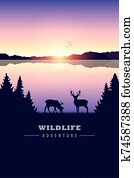 natur, abenteuer, elch, in, dass, wildnis, per, dass, see, an, sonnenuntergang natur, abenteuer, elch, in, dass, wildnis, per, dass, see, an, sonnenuntergang