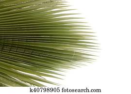 Palm Tree Palm Tree