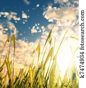 campo de trigo, en, el, ocaso