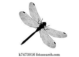 Dragonfly Dragonfly