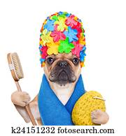 french bulldog dog ready to have a bath or a shower wearing a bathing cap and towel, brush and a sponge, isolated on white background french bulldog dog ready to have a bath or a shower wearing a bathing cap and towel, brush and a sponge, isolated on white background