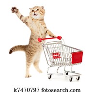 gato, con, carro de compras, aislado, blanco