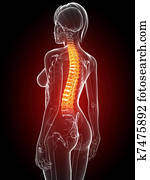 highlighted spine highlighted spine