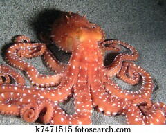 Octopus Macropus Octopus Macropus