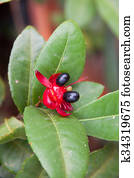 Mickey Mouse flower plant Mickey Mouse flower plant