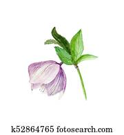 Watercolor botanical illustration of hellebore isolated on white background Watercolor botanical illustration of hellebore isolated on white background