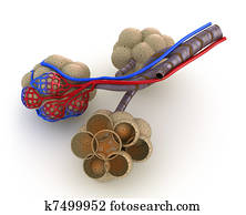 Alveoli in lungs - blood saturating Alveoli in lungs - blood saturating