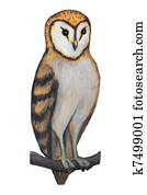 barn owl barn owl