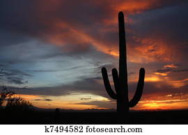 Desert Cactus sunset Desert Cactus sunset