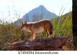 Desert Coyote Desert Coyote