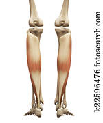 the soleus the soleus