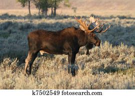 Bull moose Bull moose