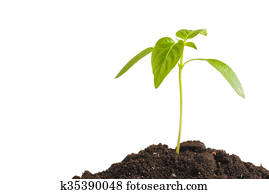 Green sprout plants growing from heap of soil, isolated on a white background. Ecology and hope Green sprout plants growing from heap of soil, isolated on a white background. Ecology and hope