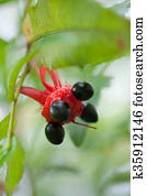 Mickey mouse tree, ochnaceae Mickey mouse tree, ochnaceae