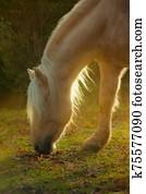 Palomino horse grazing in autumn day Palomino horse grazing in autumn day