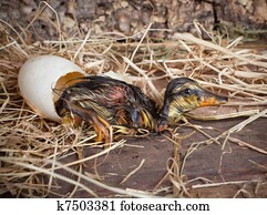 Candling a duck egg stock photograph  k8972126  fotosearch