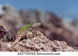 Small lizard with bright green back
