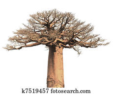 Isolated Baobab