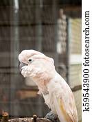Moluccan cockatoo Cacatua moluccensis