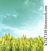 campo de trigo, en, el, ocaso