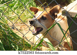 Dog Barking Dog Barking