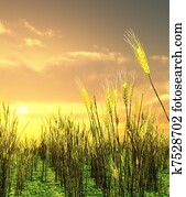 hermoso, ocaso, encima, el, campo de trigo