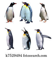 Isolated gentoo and emperor penguins