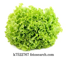 Lettuce isolated Lettuce isolated