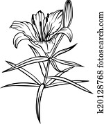 lilie, blume lilie, blume