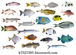 Tropical fish collection 