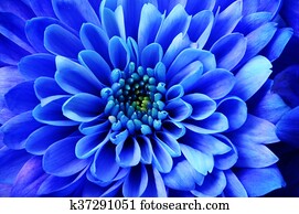 マクロ の 青 アスター 花 画像コレクション K Fotosearch