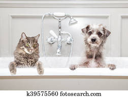 Dog and Cat in Bathtub Together
