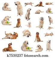 golden retriever golden retriever
