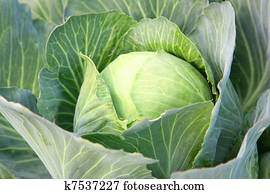 Harvest of the cabbage Harvest of the cabbage